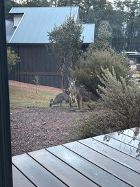 Kangaroos in the garden