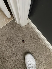 Roach upon arrival