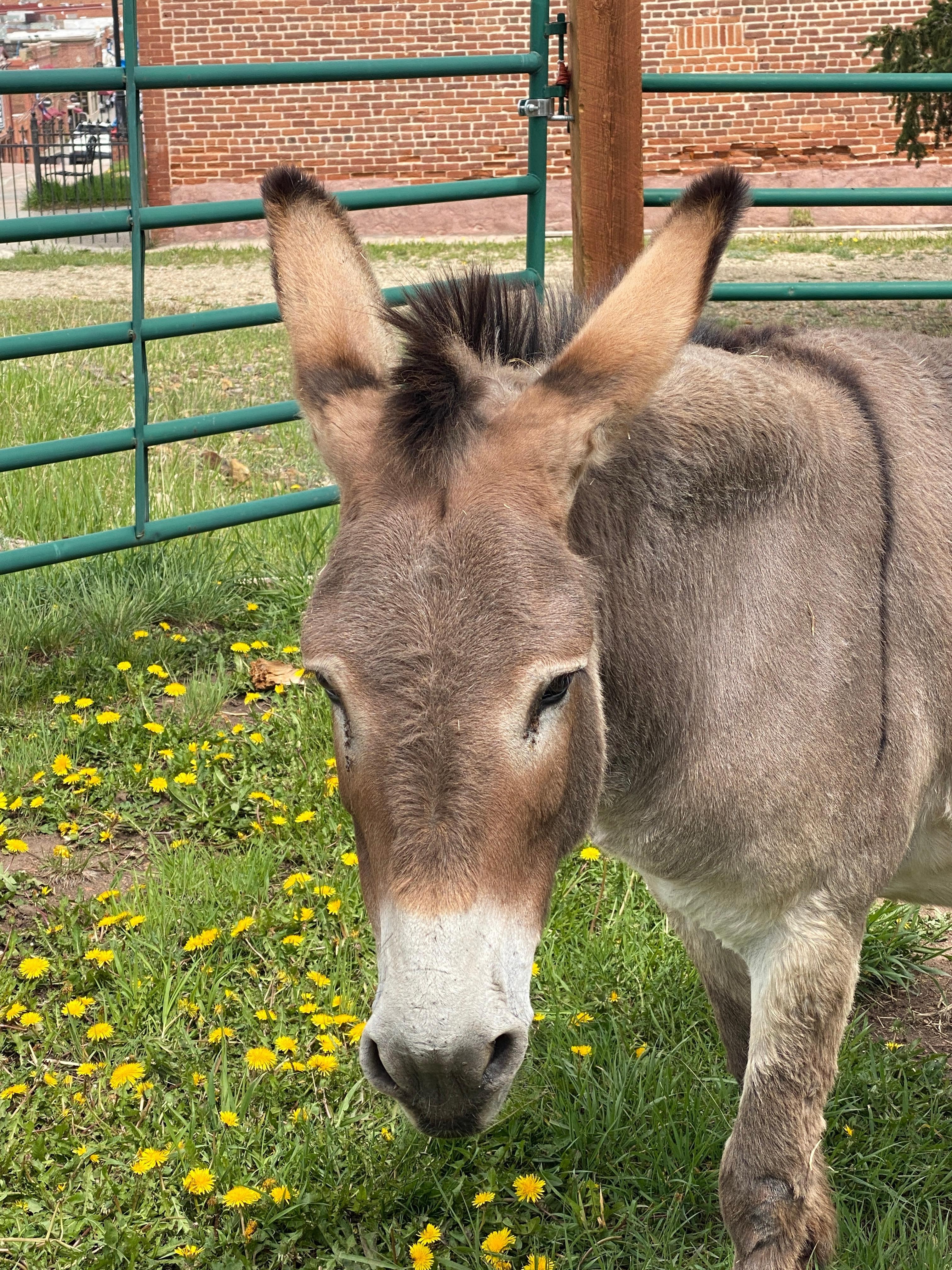 Local lost donkey. Buy approved donkey food in local stores in Cripple creek. Hers hangs in west side of town. So cute.