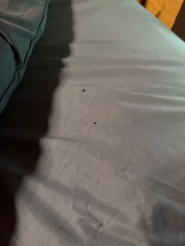 Bat Poop