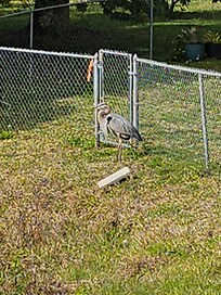 Large Crane at the neighbor's gate along the pond.