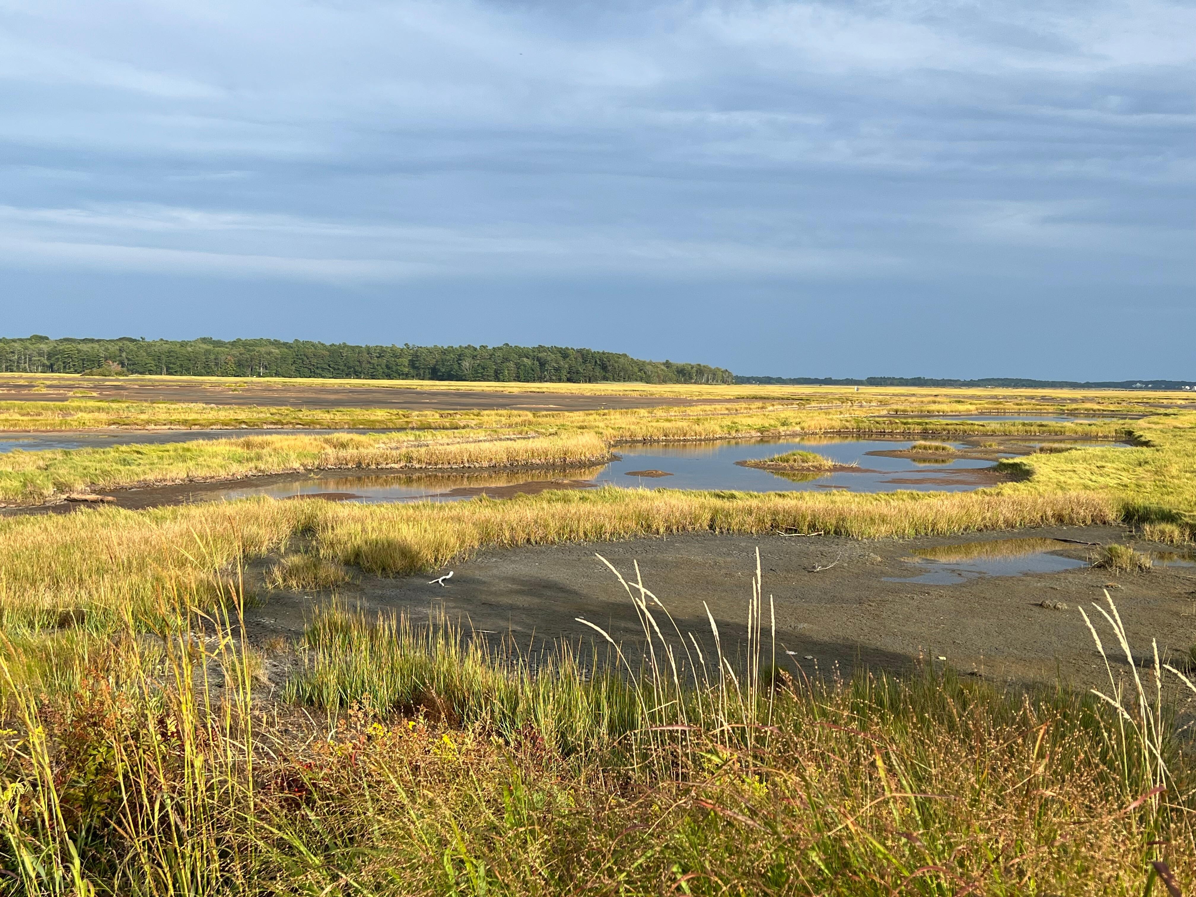 Scarborough salt marsh