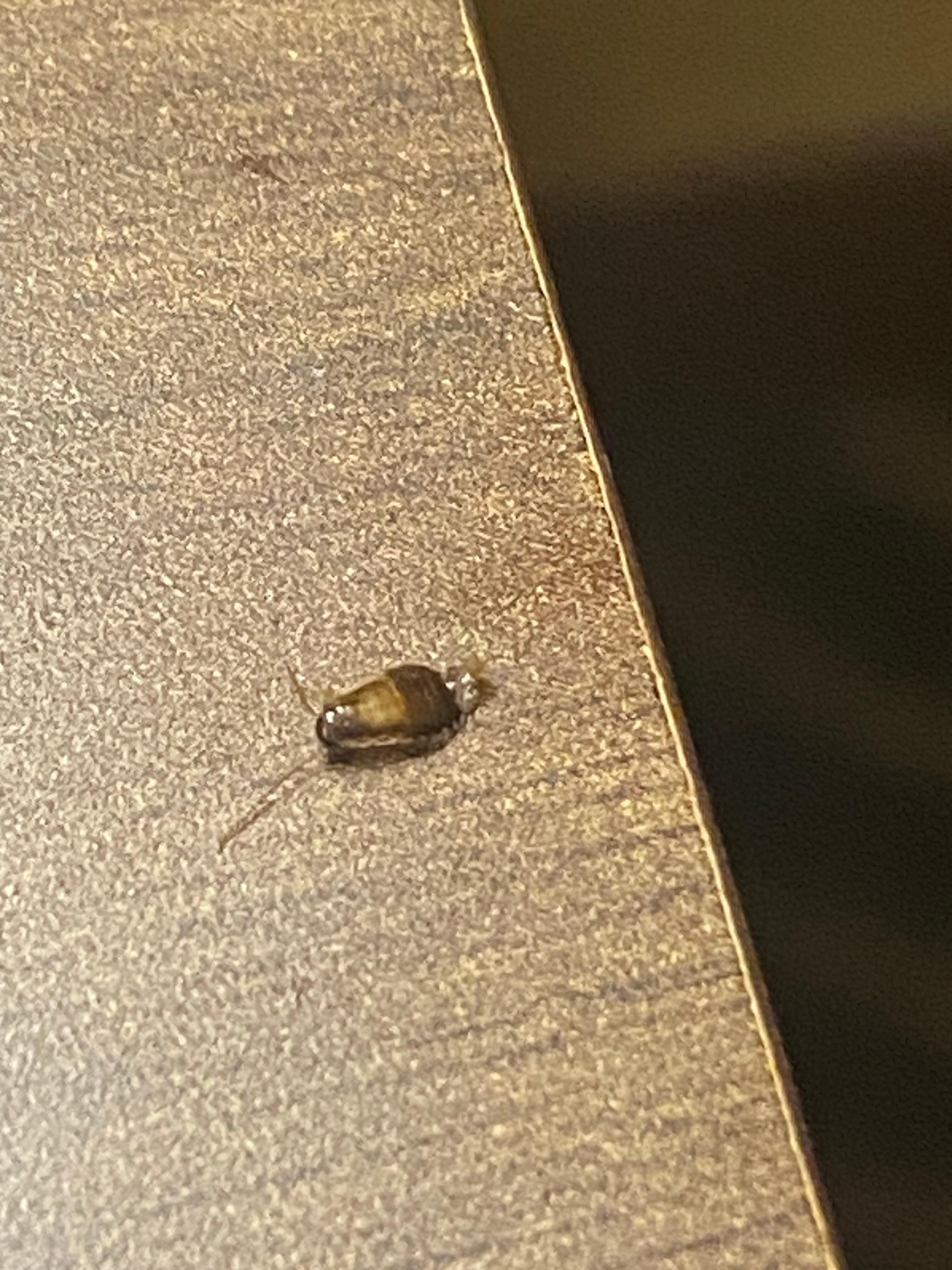 This was crawling on the bed 
