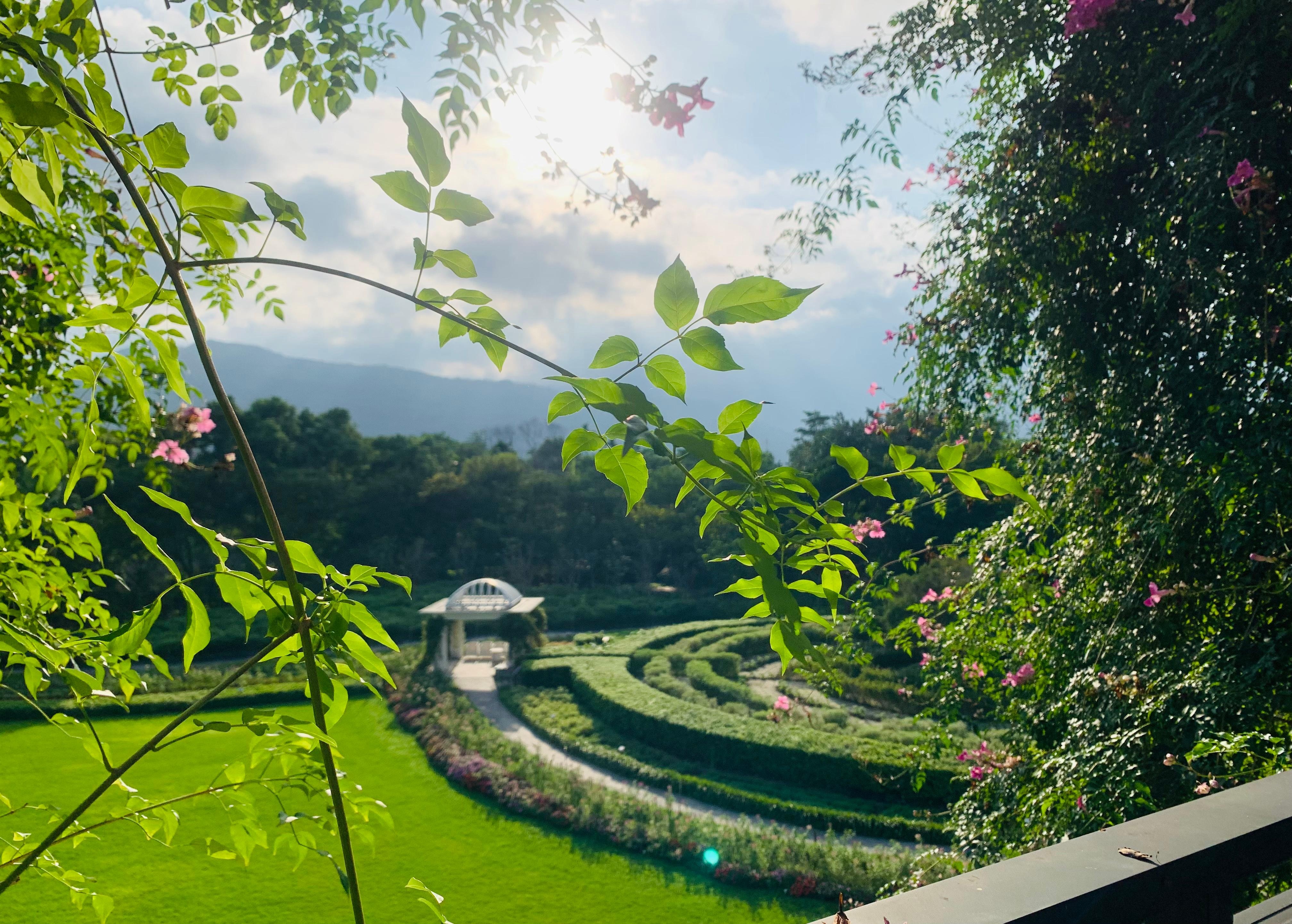 陽台欣賞香草迷宮風景