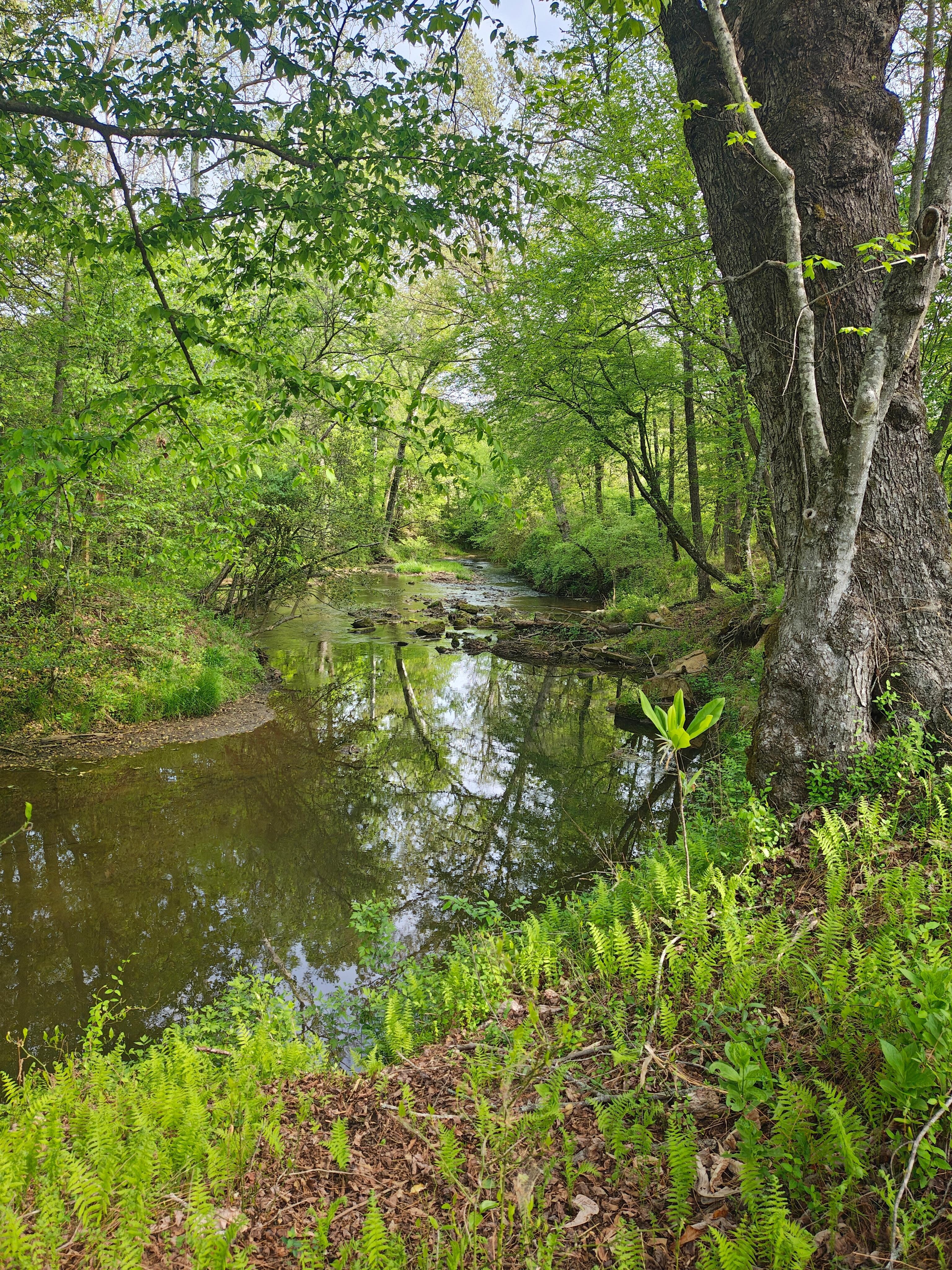 View from the hike down by the river. The hike starts out front of the cabin. 