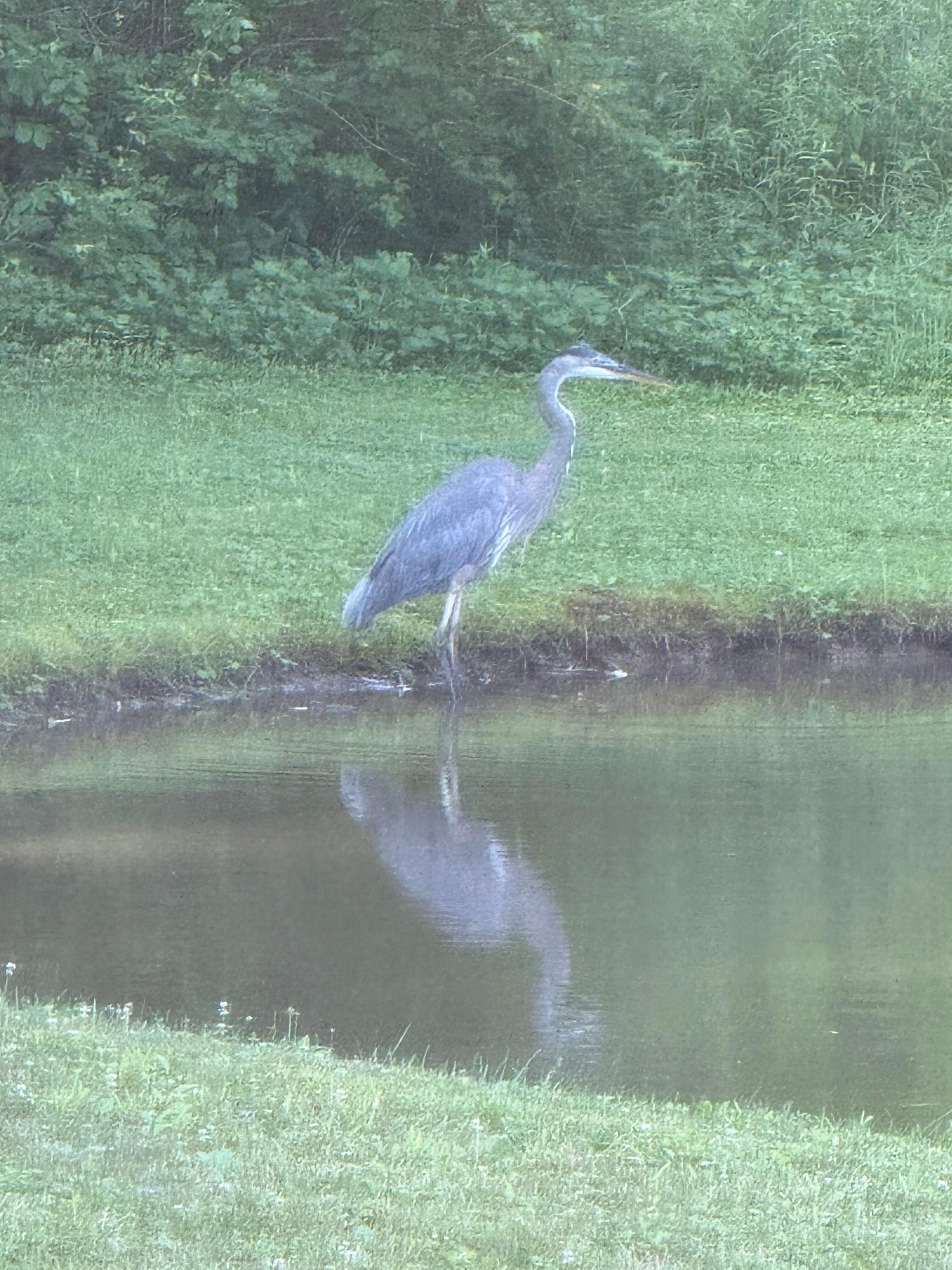 We saw a great blue heron feeding along the pond one morning.