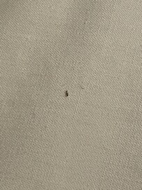 Image of live insect that was crawling on the bed sheet that led to the concern.