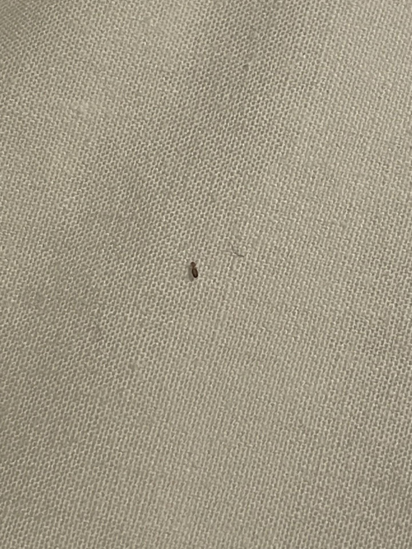 Image of live insect that was crawling on the bed sheet that led to the concern. 