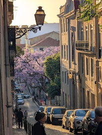 View of the Jacaranda tree's as you step out from the building