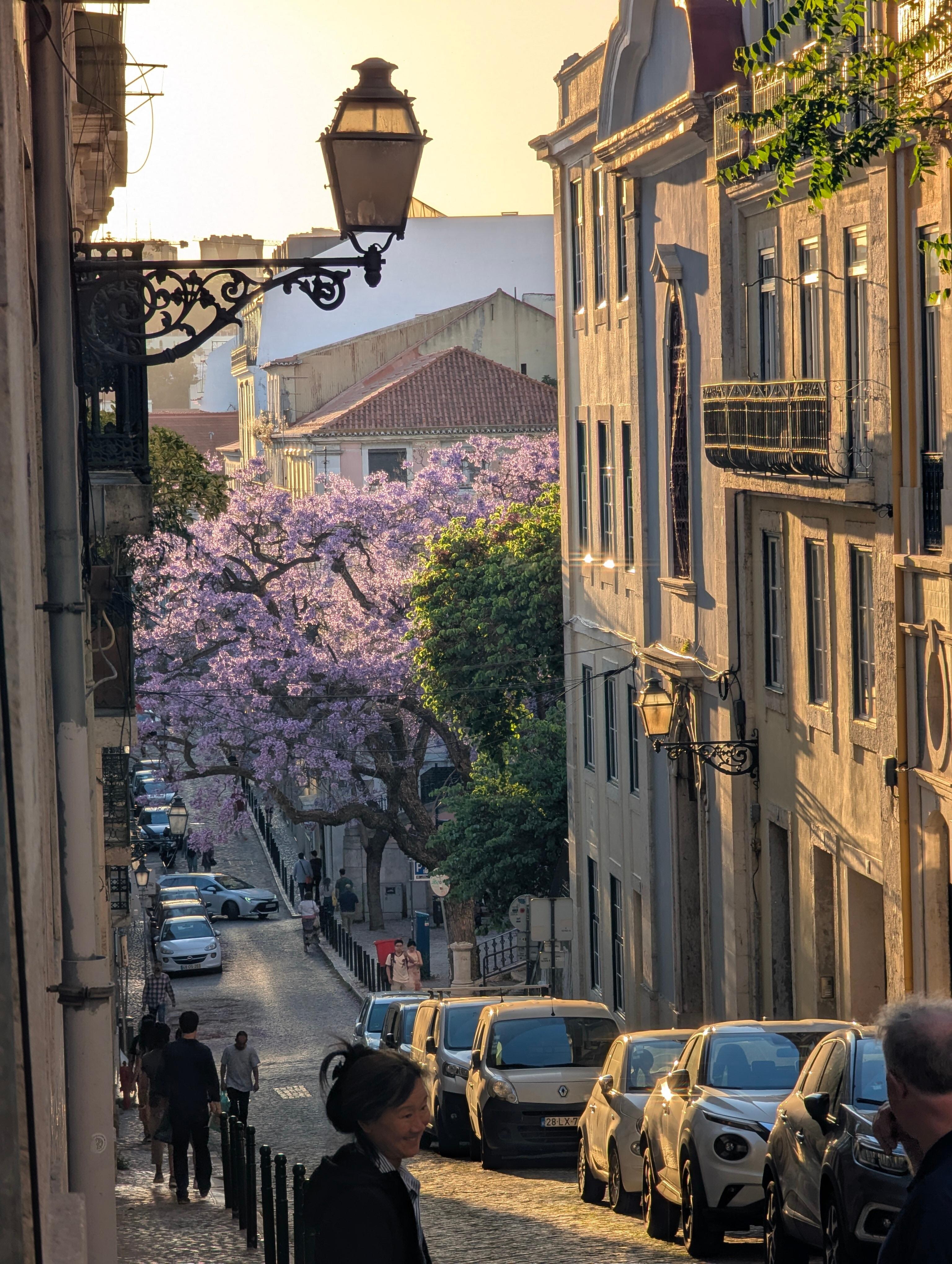 View of the Jacaranda tree's as you step out from the building