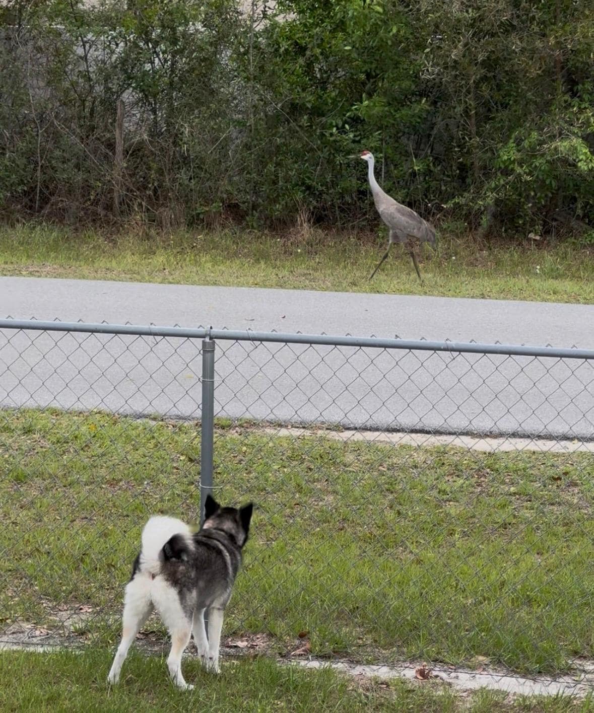 A sandhill crane passed by to say hello pretty much every afternoon.