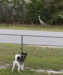 A sandhill crane passed by to say hello pretty much every afternoon.