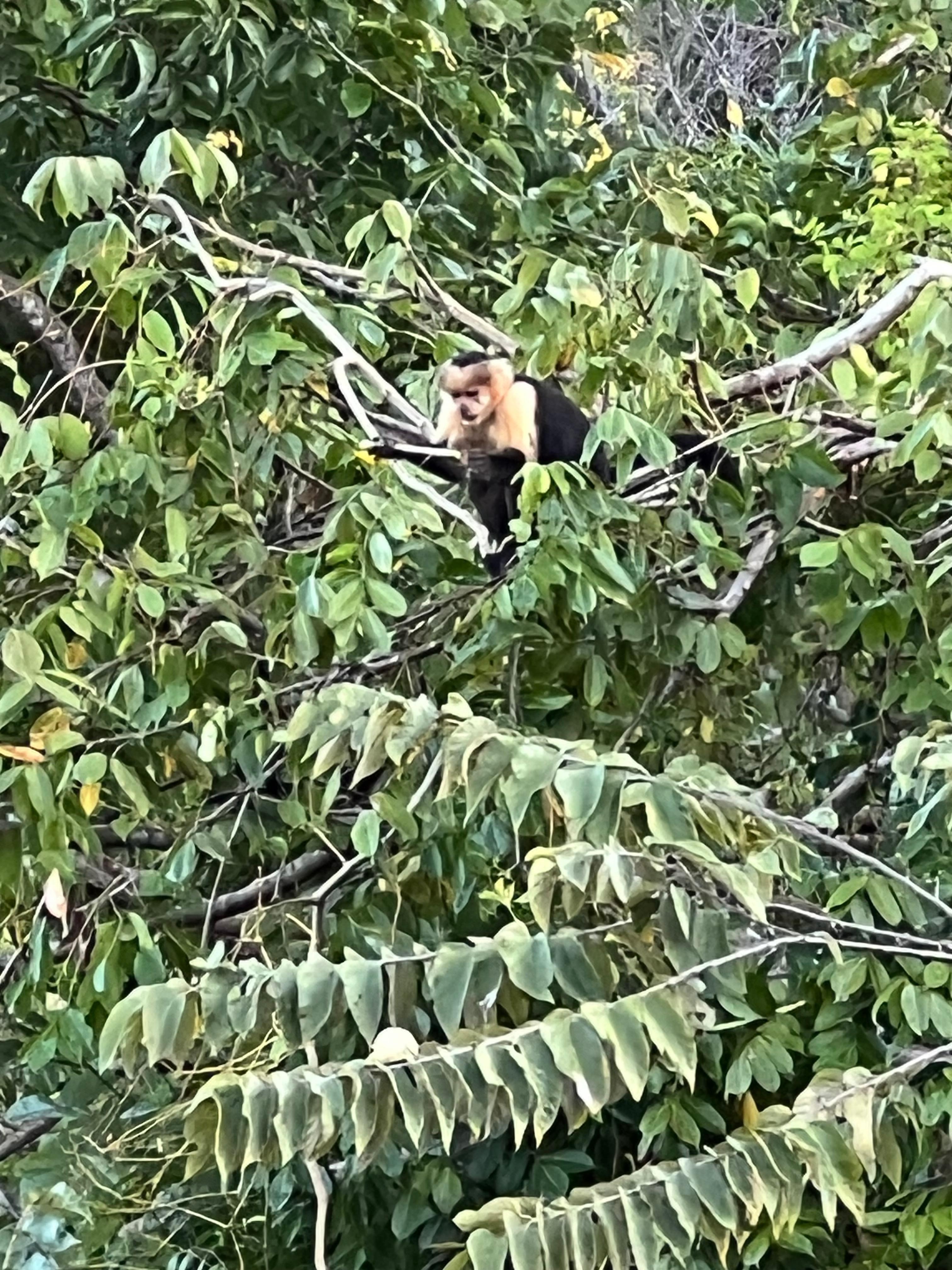 Capuchin from Master balcony