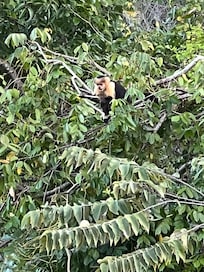 Capuchin from Master balcony