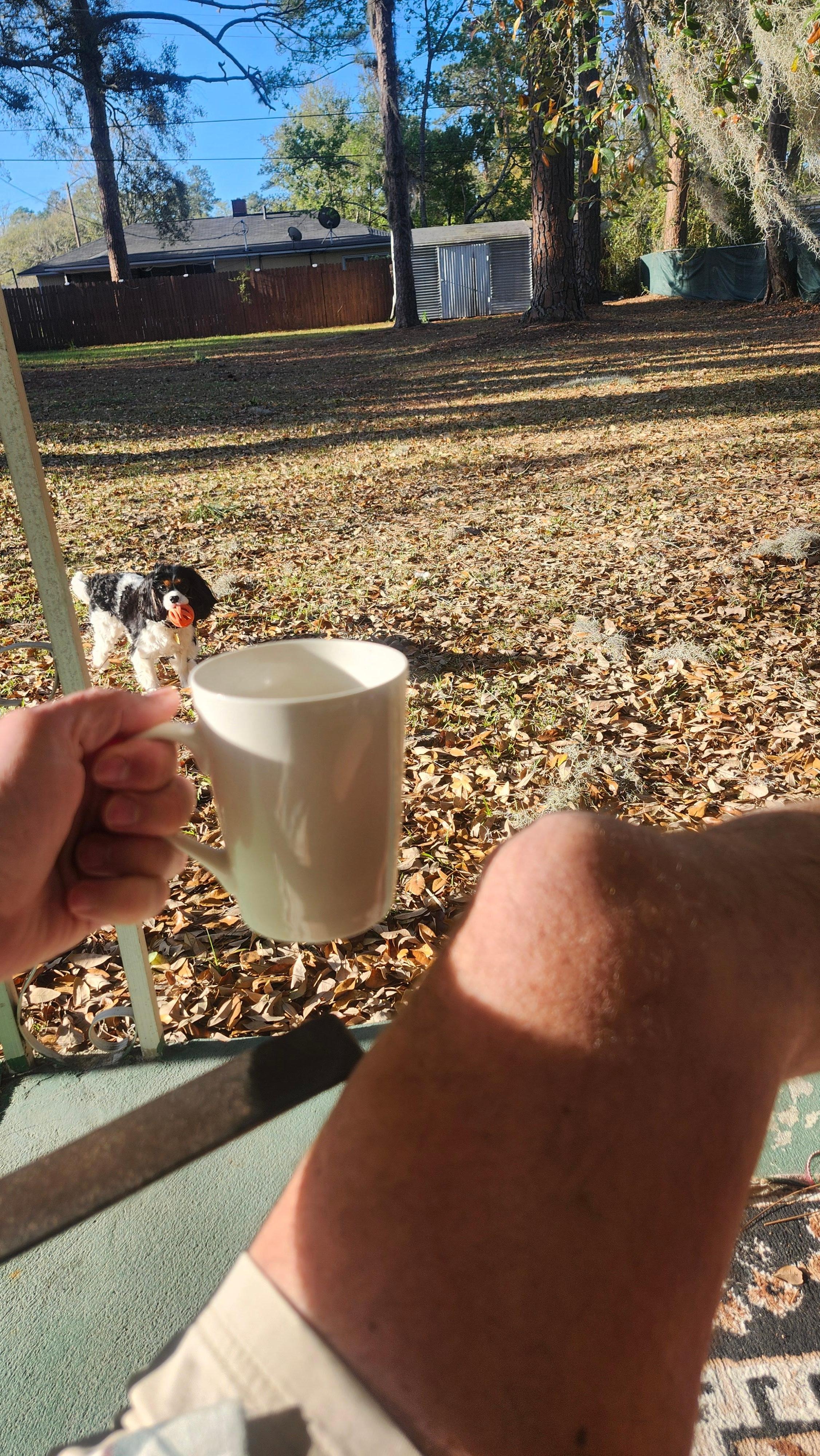 Morning coffee while playing fetch with the little beast in the backyard