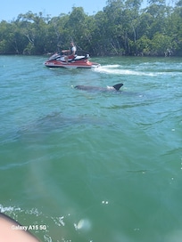 Dolphins on our jet ski rental ride