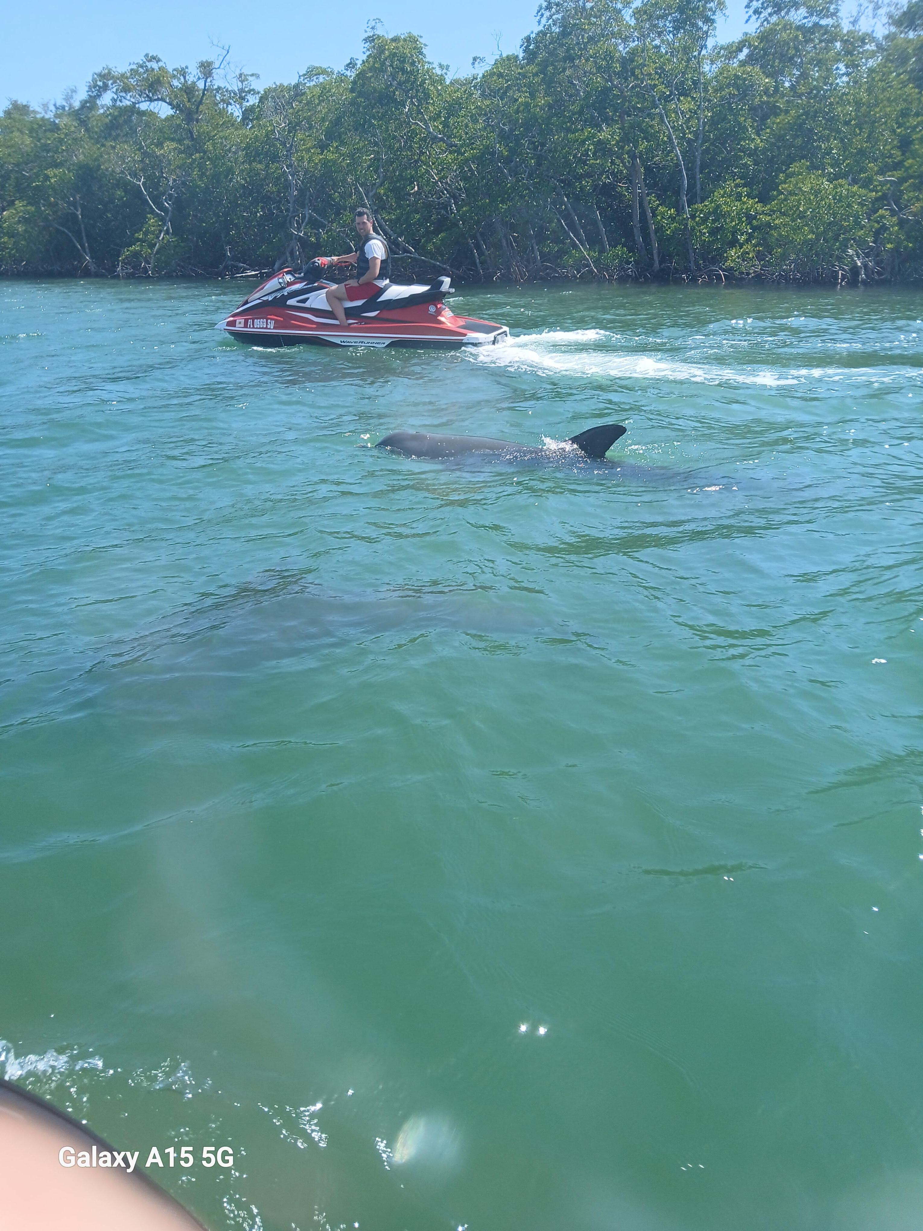 Dolphins on our jet ski rental ride