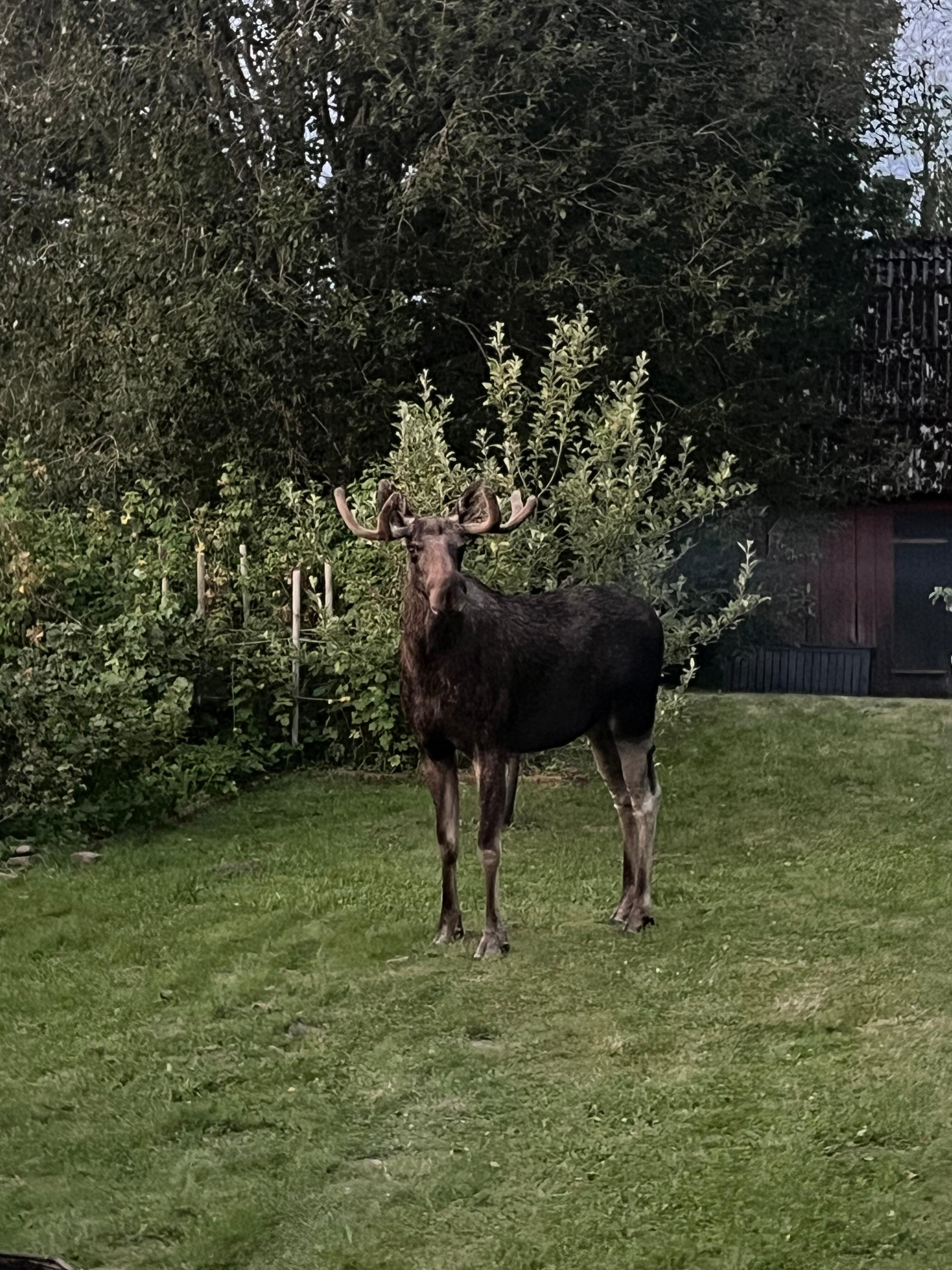 Eines Abends stand plötzlich ein Elch im Garten 
