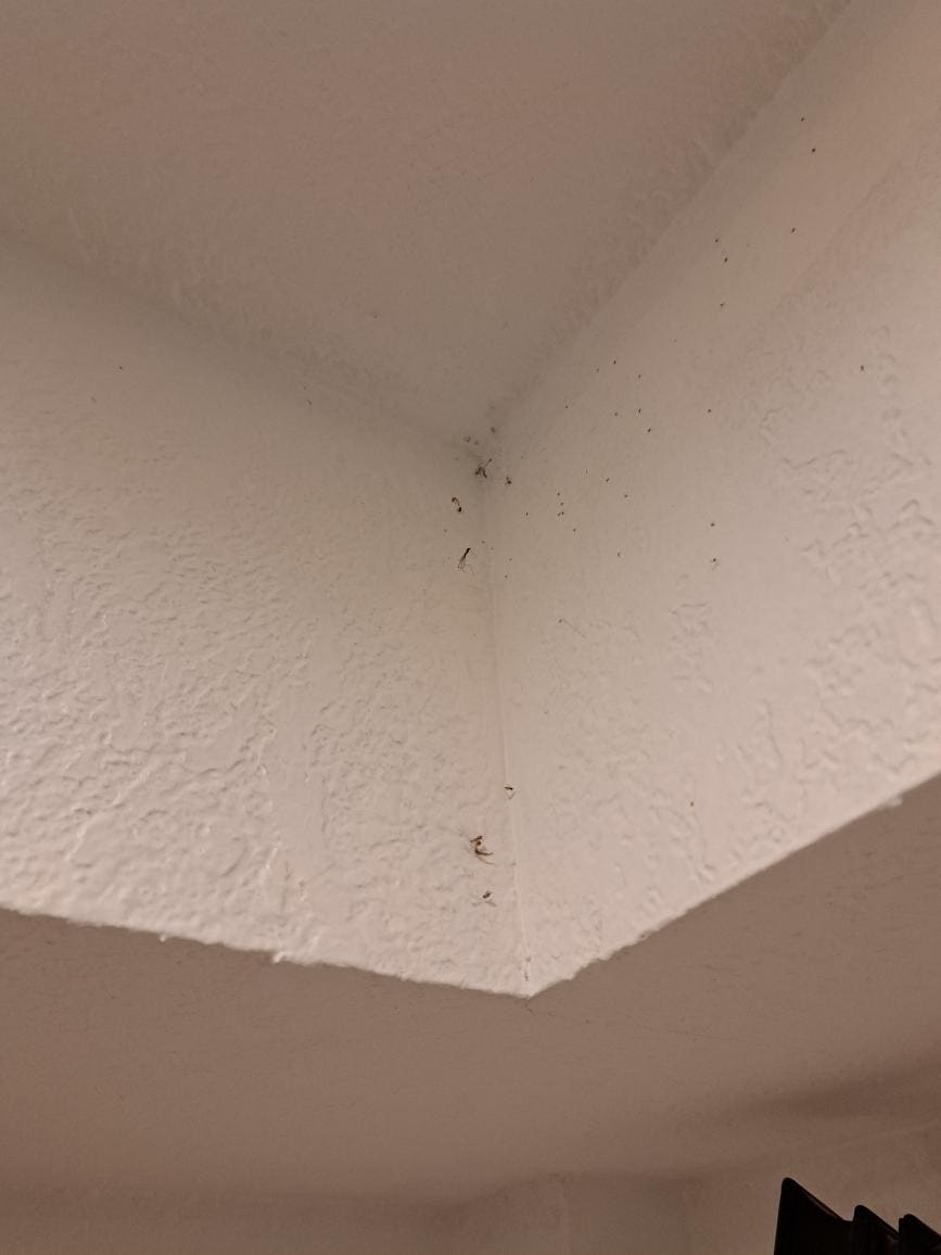 More cobwebs and bugs