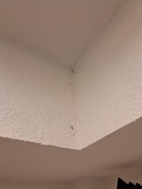 More cobwebs and bugs