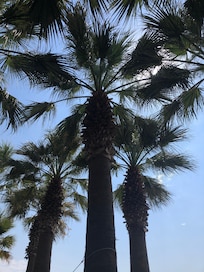 View from beach hammock