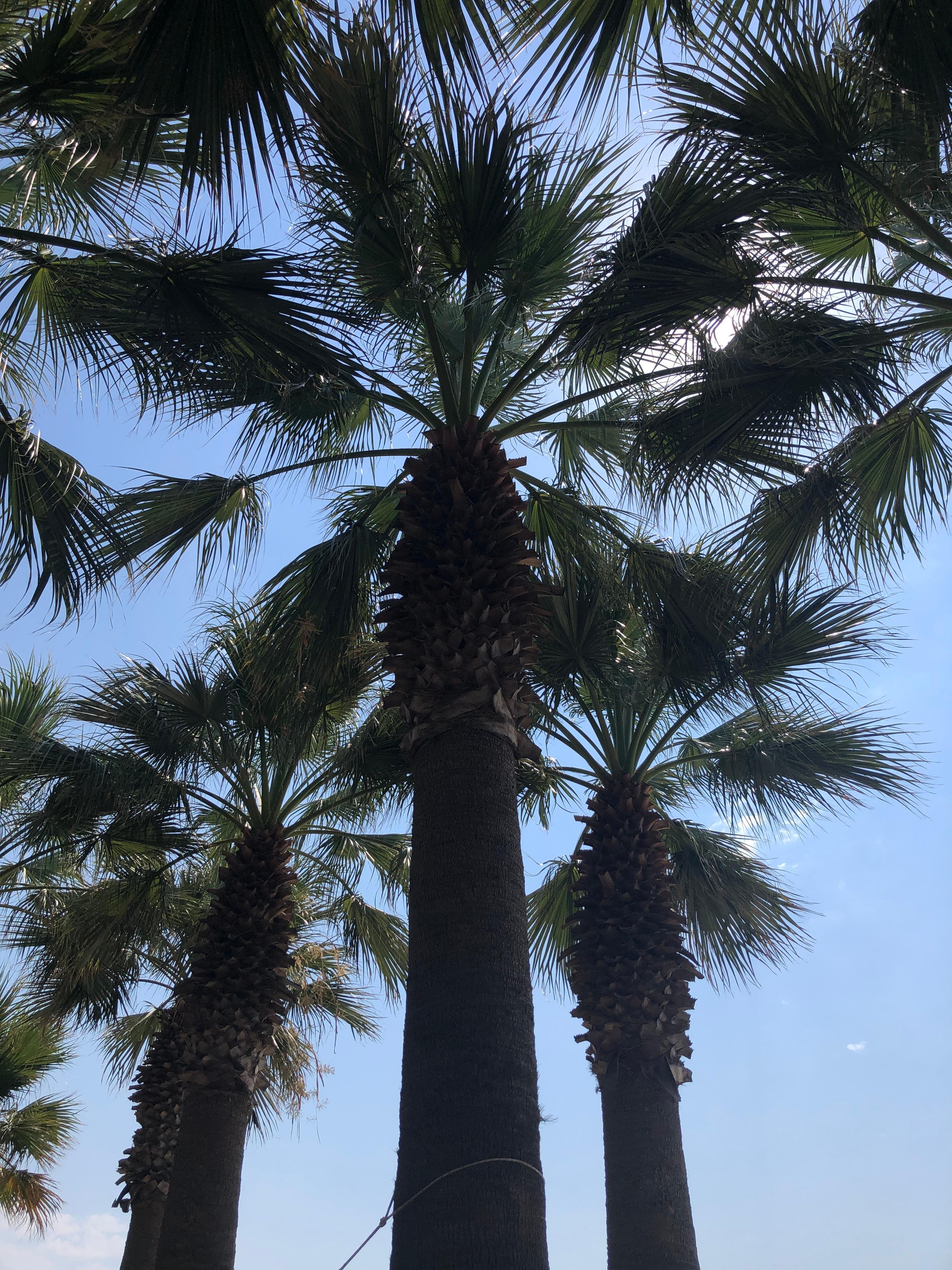 View from beach hammock 