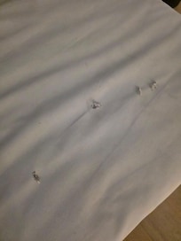 Rips in the other piece of furniture in the living room I guess you would call it a futon