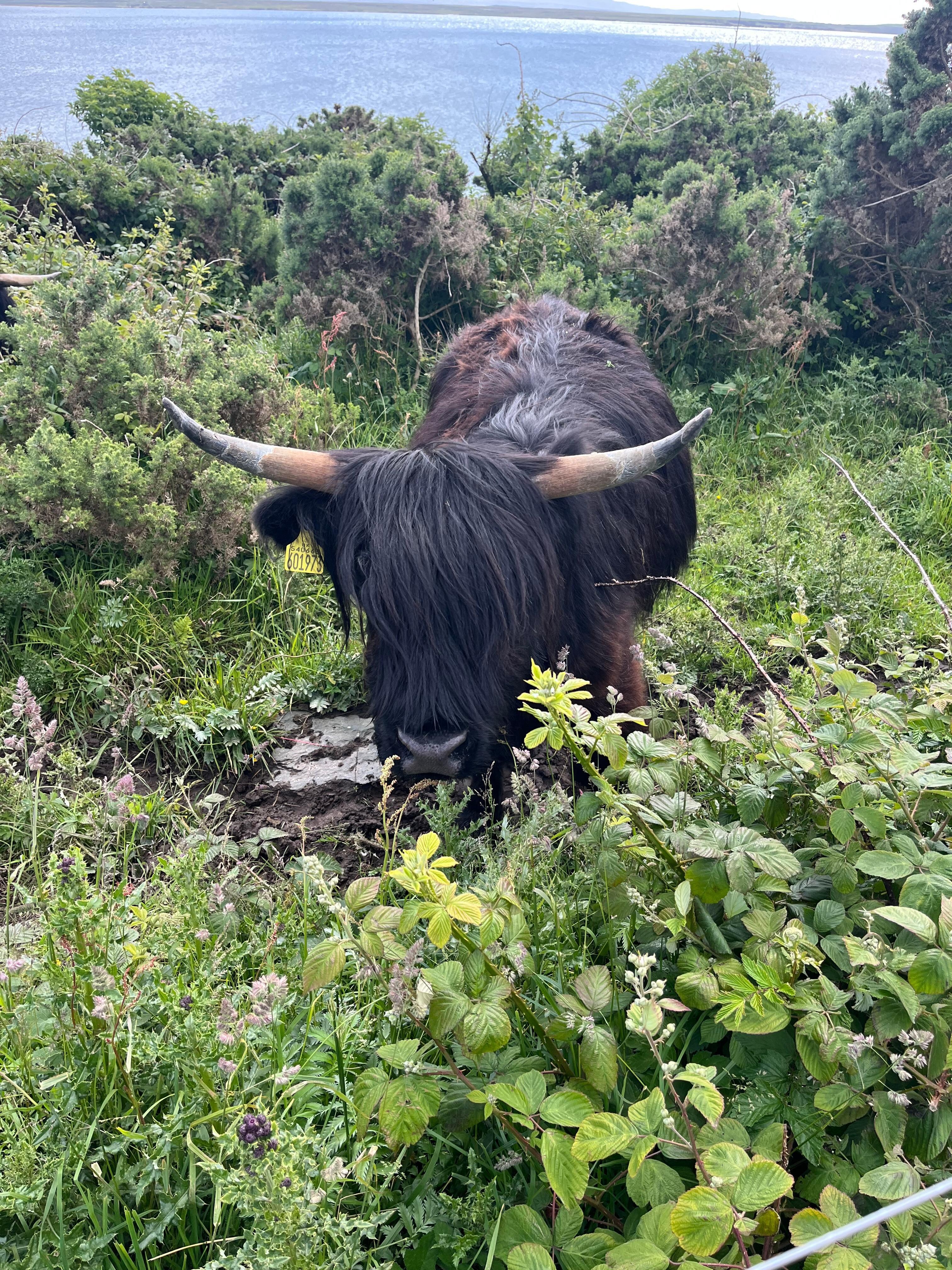 A friendly neighbour 