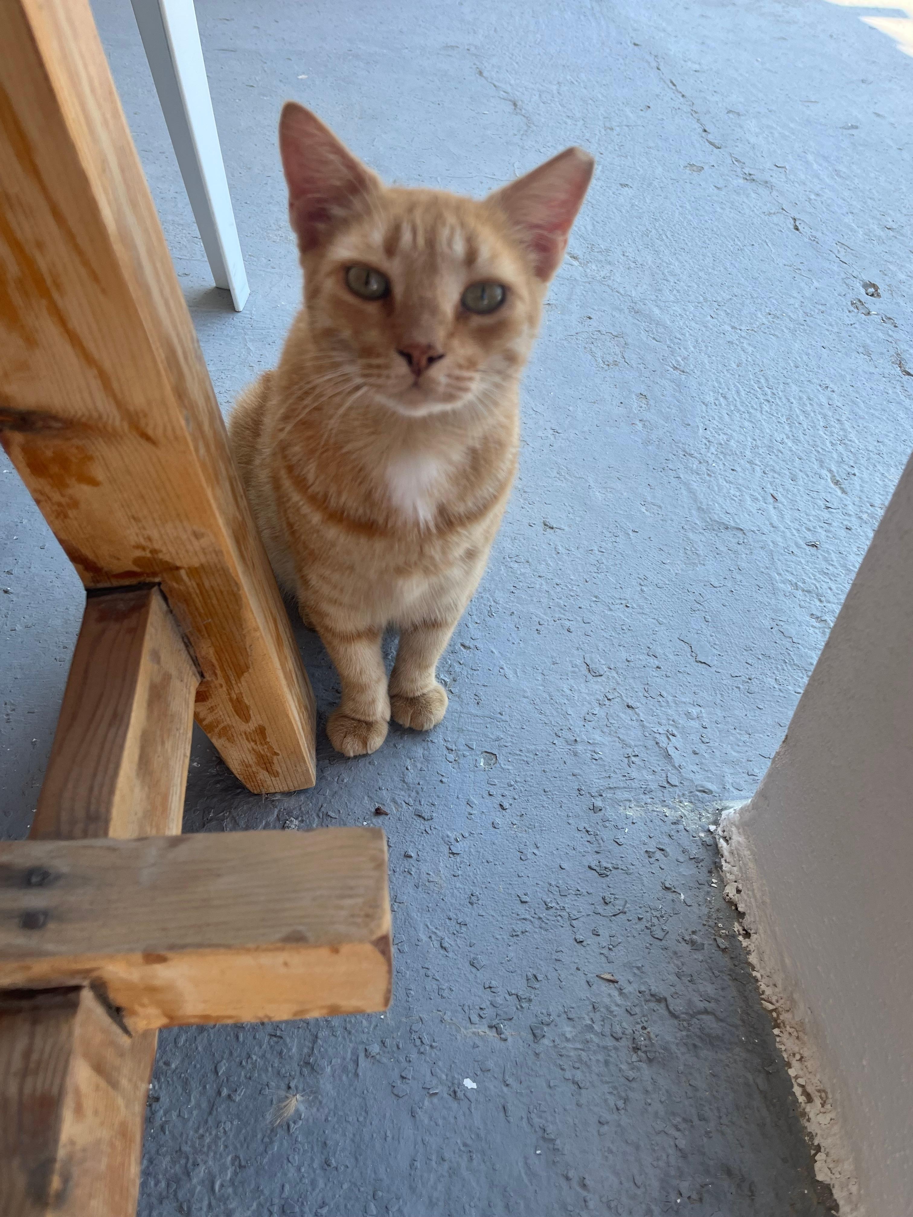 Friendly cat at breakfast