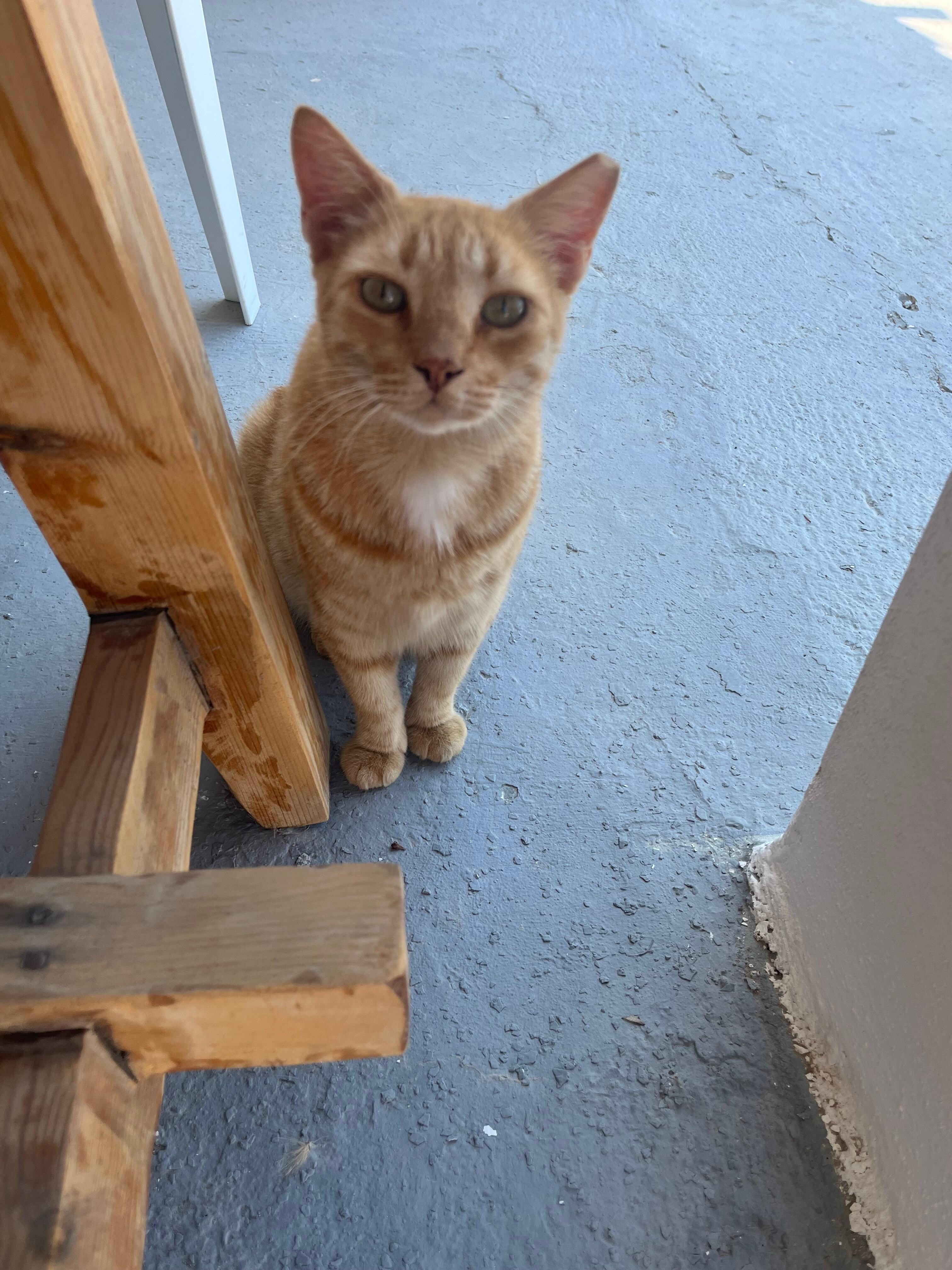 Friendly cat at breakfast 
