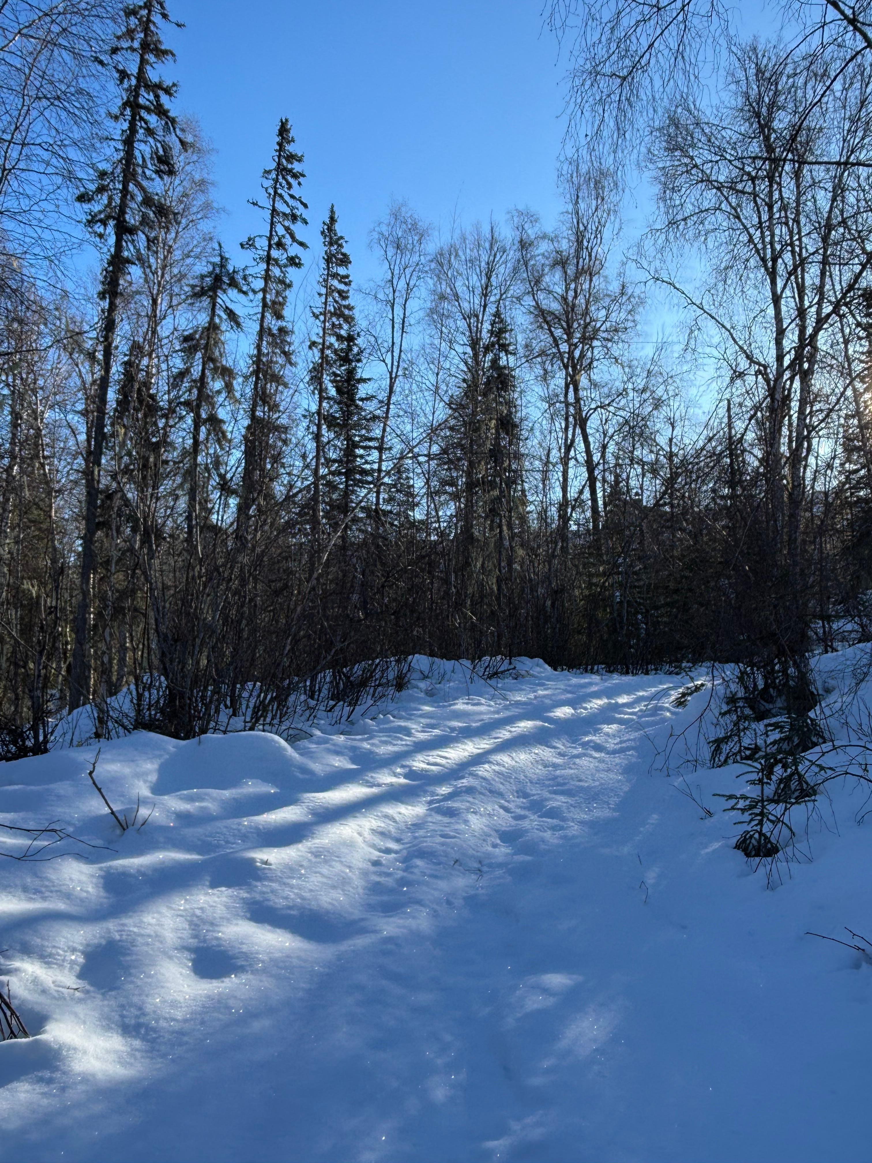 Snowshoe trail