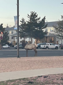 Elk waiting to cross the street.