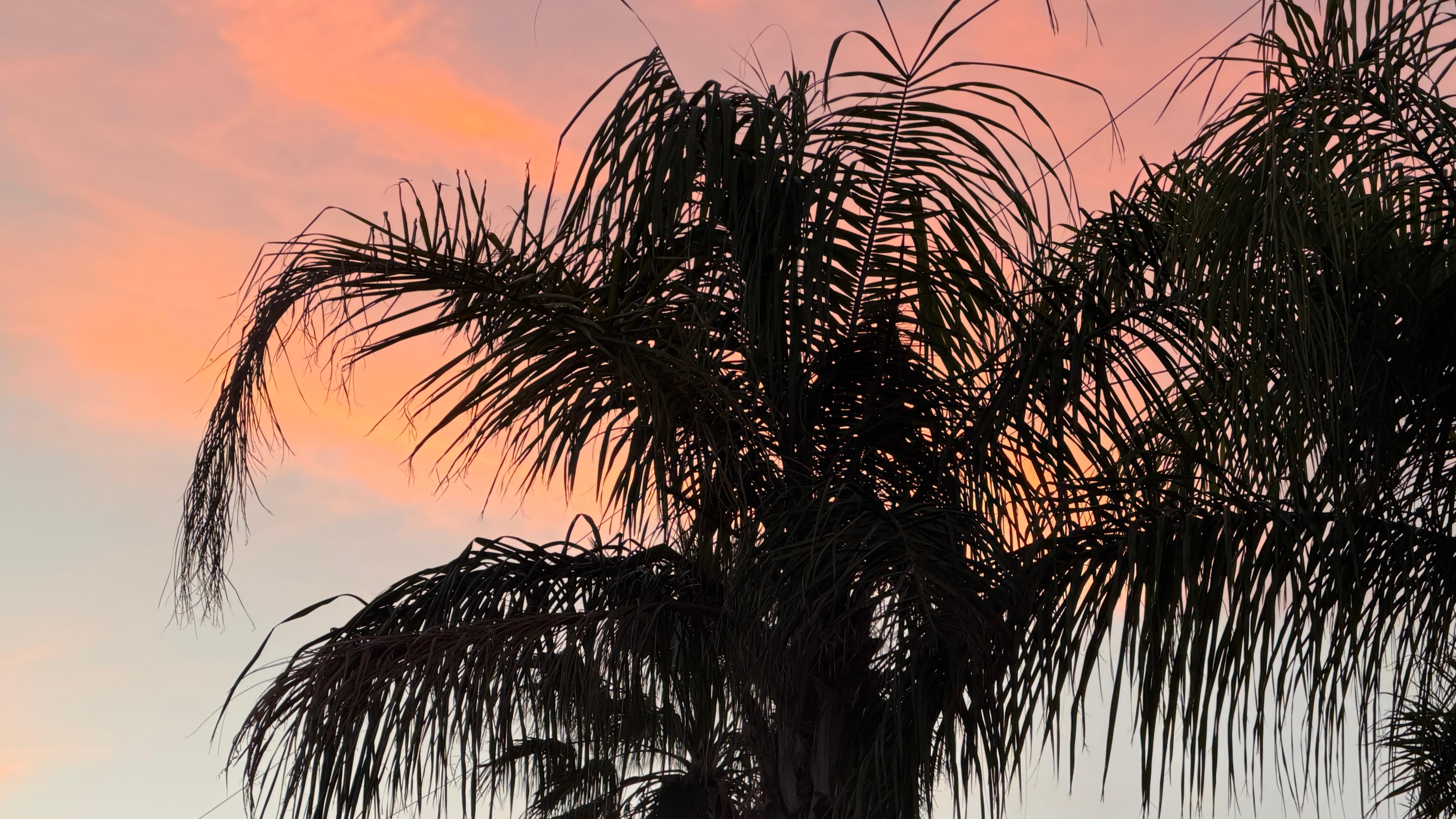 Sunset from the backyard