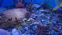 Ripley's Aquarium
