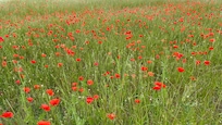 Nearby poppies