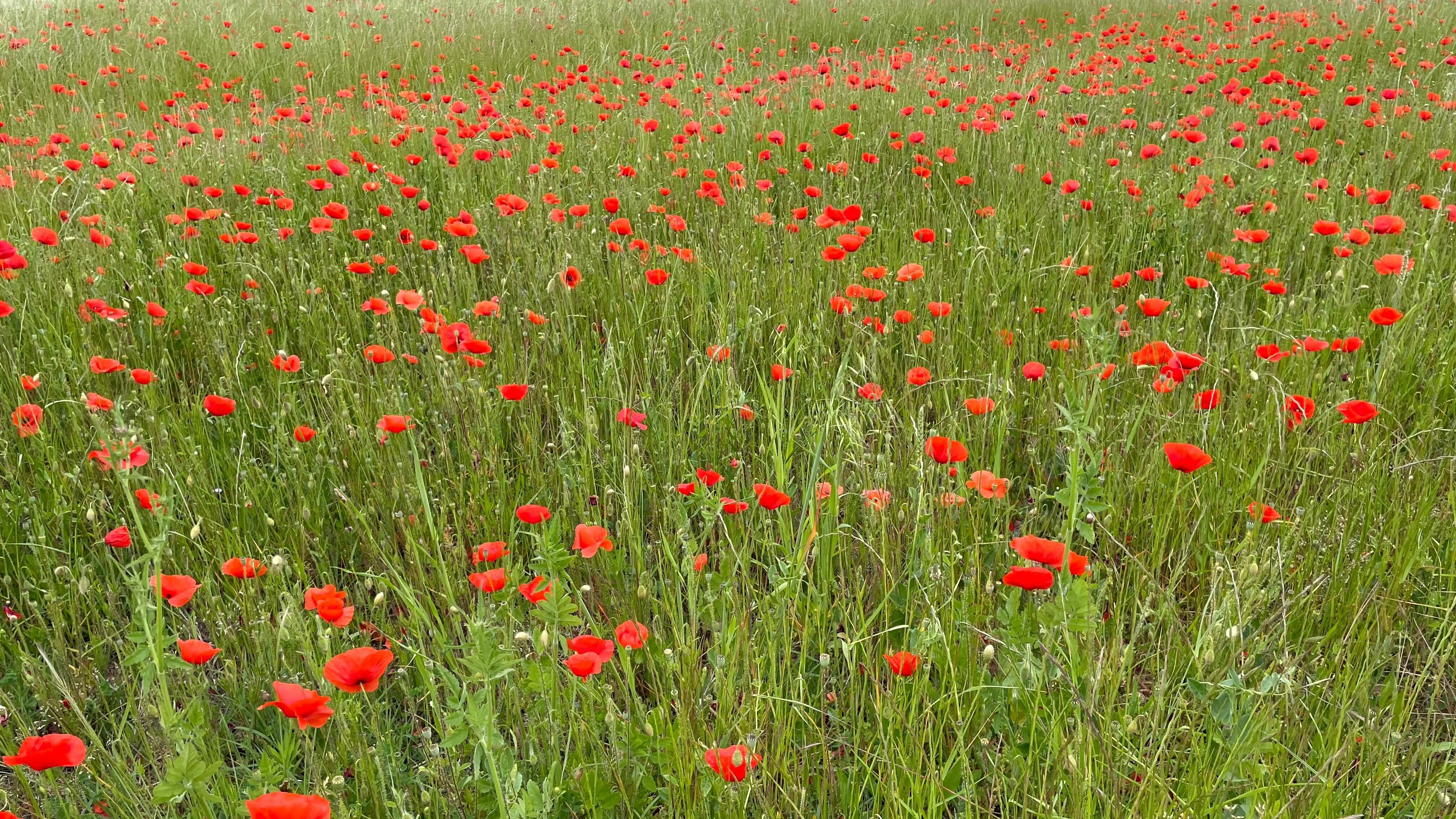 Nearby poppies 