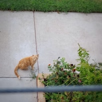 View from the balcony -Neighborhood cat stopped by to say hello.