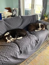 Our pups wasted no time and made themselves at home immediately.