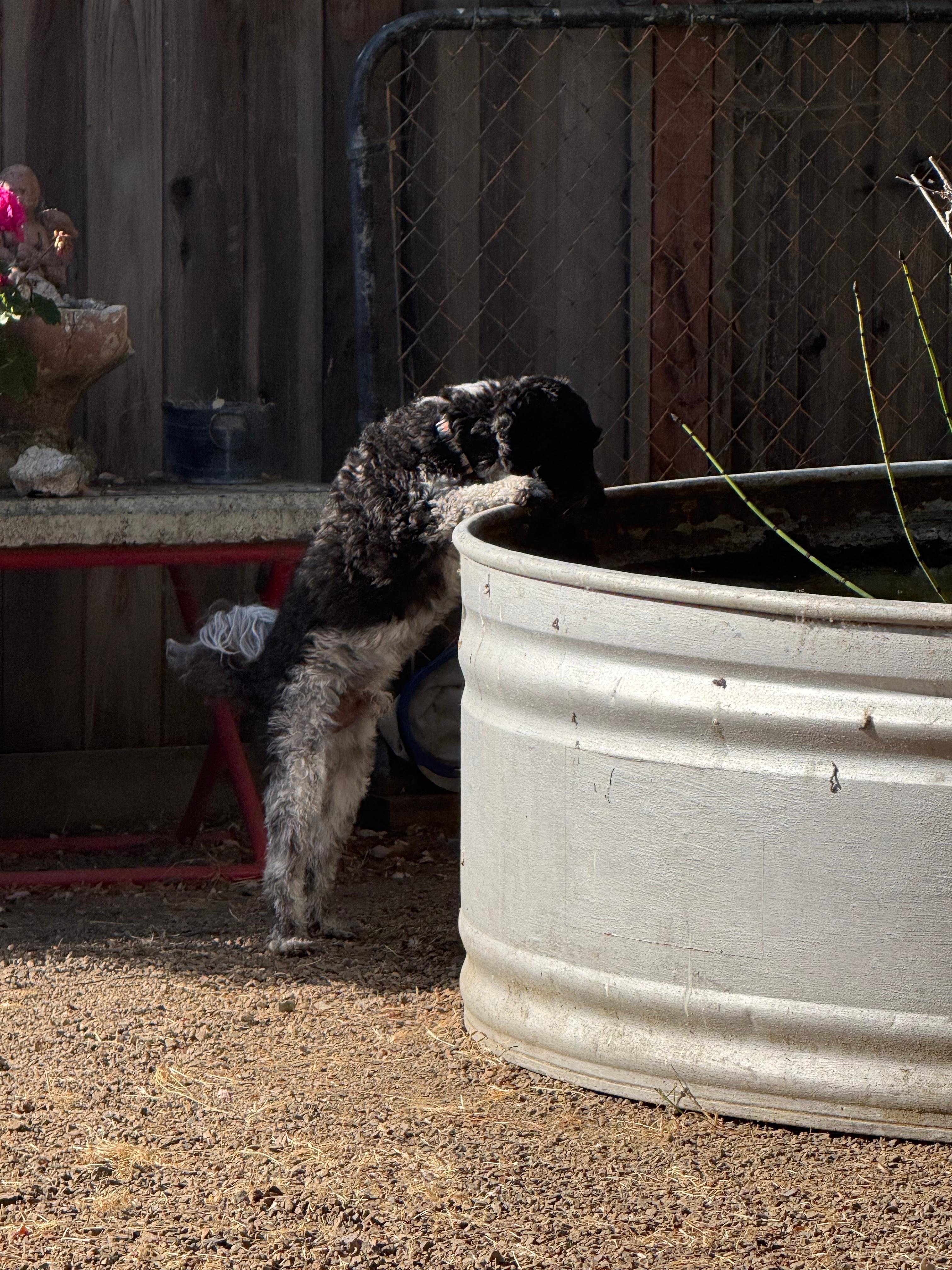 Fun little fish pond that our little man found very interesting!