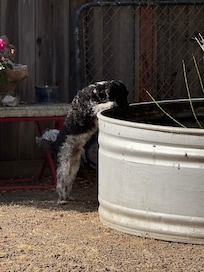 Fun little fish pond that our little man found very interesting!