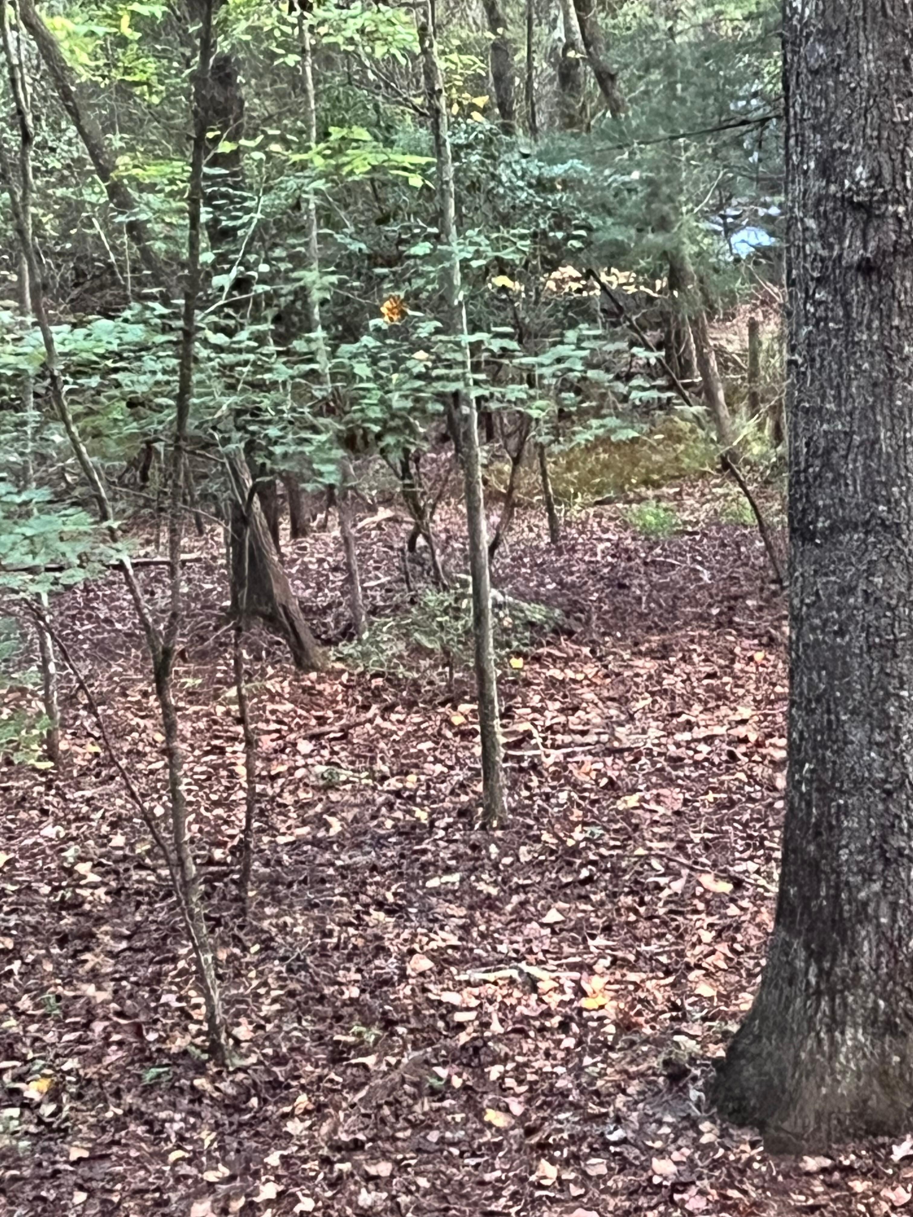 backyard view creek running you can hear from back porch