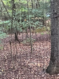 backyard view creek running you can hear from back porch