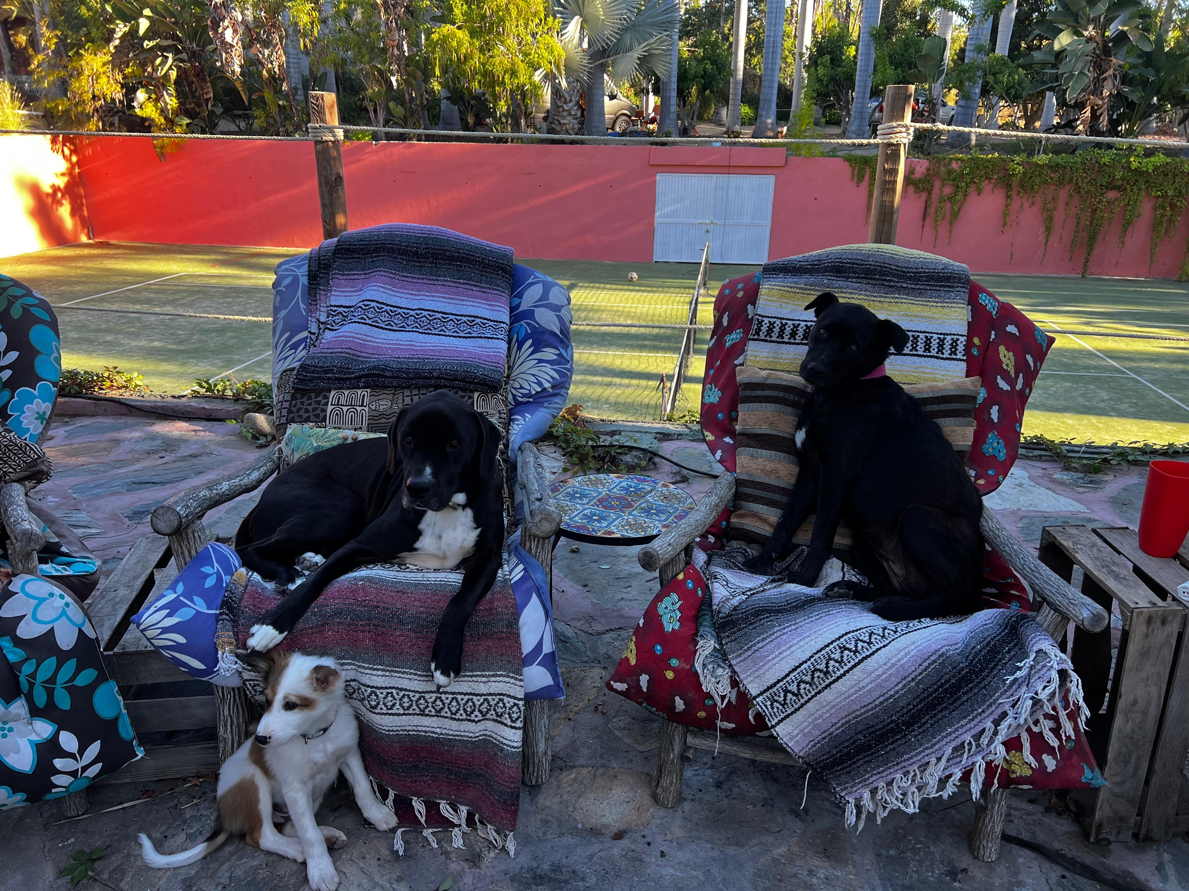 Just a few of the lovely dogs. I think that’s Cruz, Cocoa and Santos! 