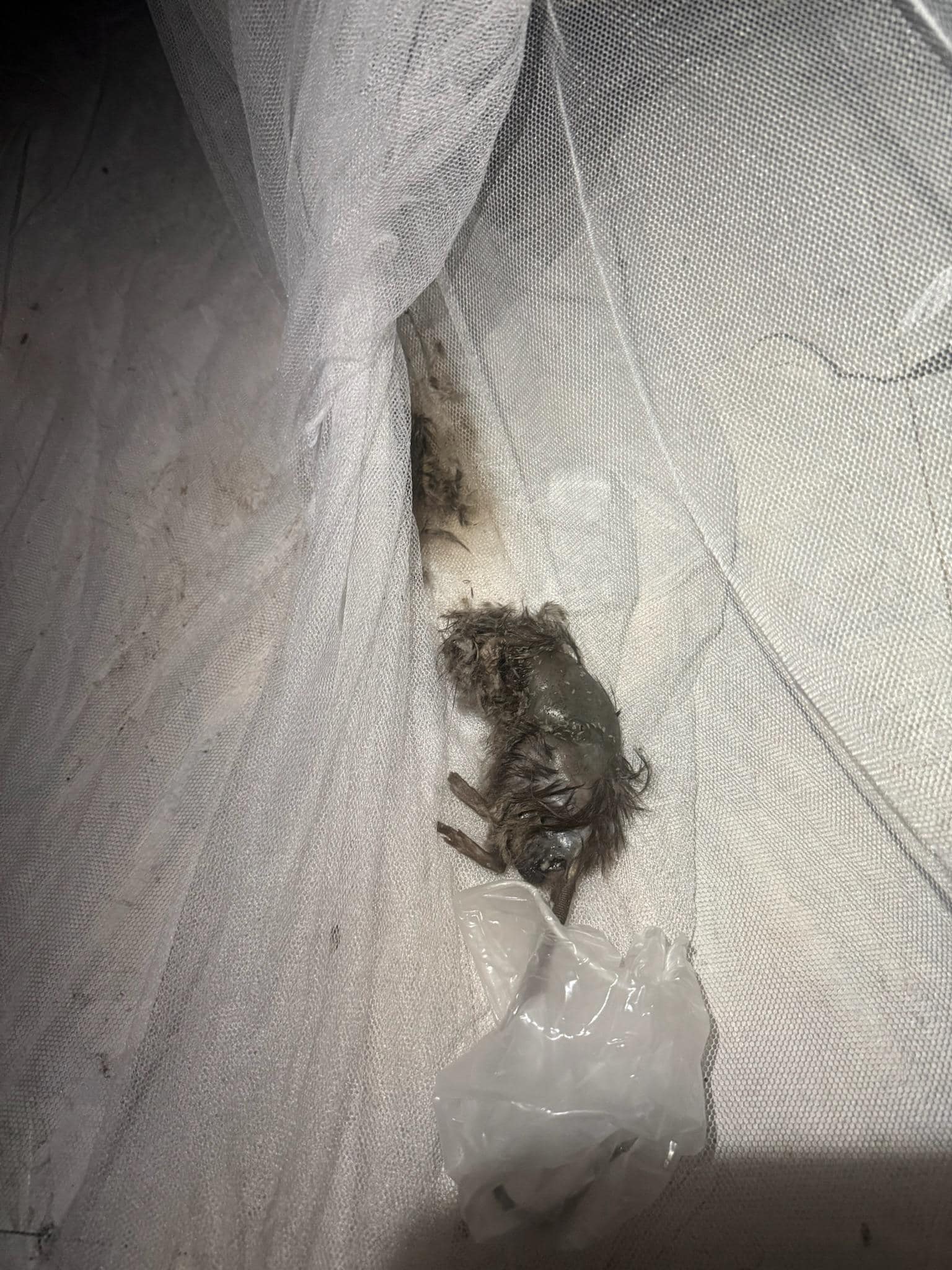 The dead rat and maggots