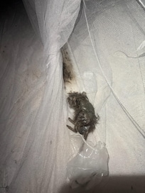 The dead rat and maggots