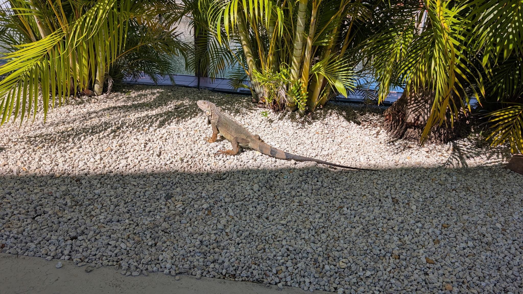A few large iguanas and small ones too hang out in the palm trees. 