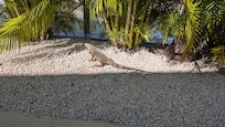 A few large iguanas and small ones too hang out in the palm trees.