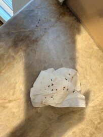 Some of the ants that were on the kitchen worktop