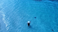 Stingray in the water