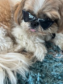 A dog friendly place. Ask for a downstairs unit by the picnic area.